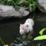 White Tiger taking a dip at the Singapore Zoo