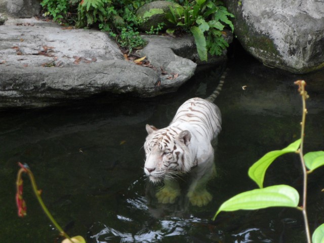 White Tiger taking a dip at the Singapore Zoo
