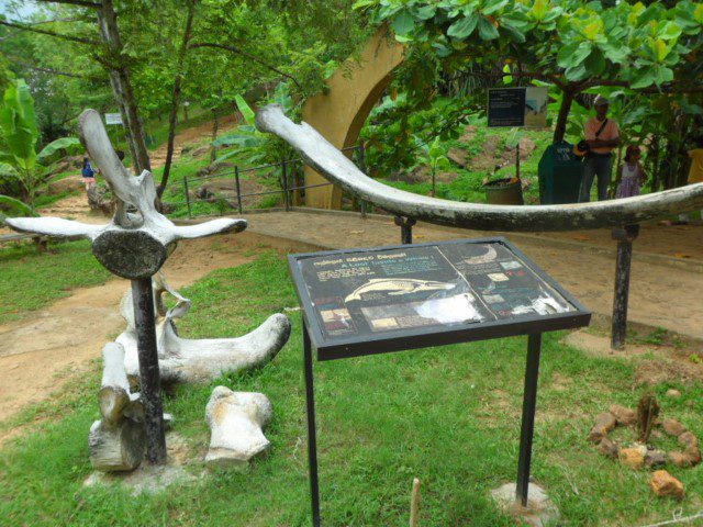 Bones of blue whale at entrance of Hummanaya Blowhole. sgd2 for entrance