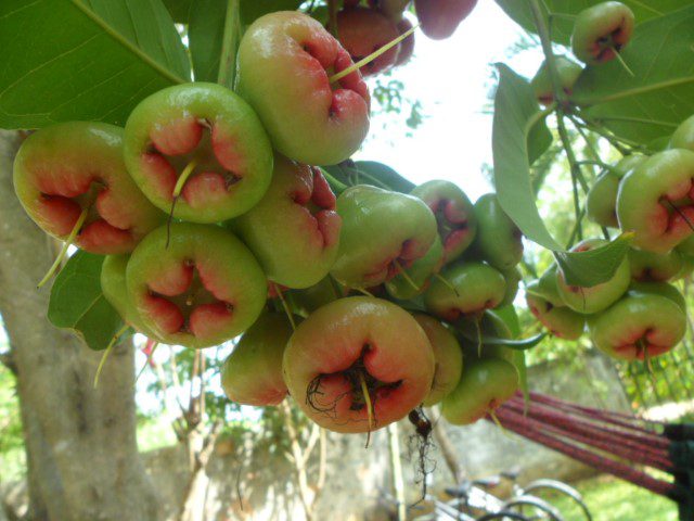 Jambu tree in garden of My Village Hotel