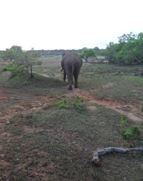 The elephant that pooped and went away