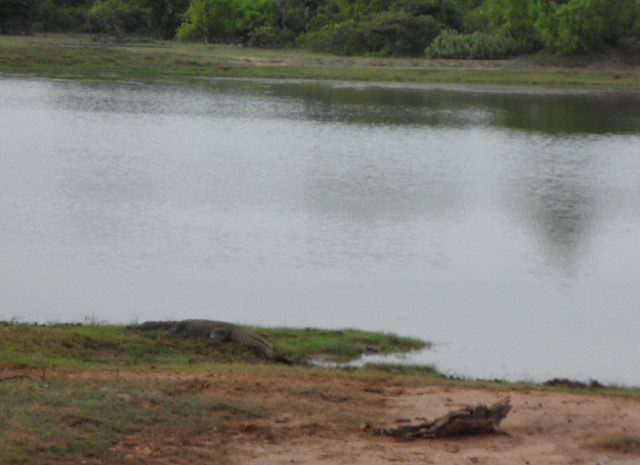 Crocodile enjoying the morning sun