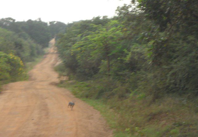 Hare trying to cross the road