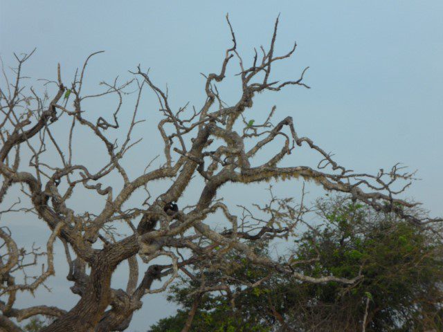 Can you spot the birds on the branches