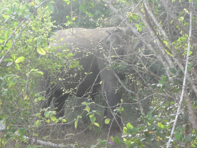 Close up shot of elephant