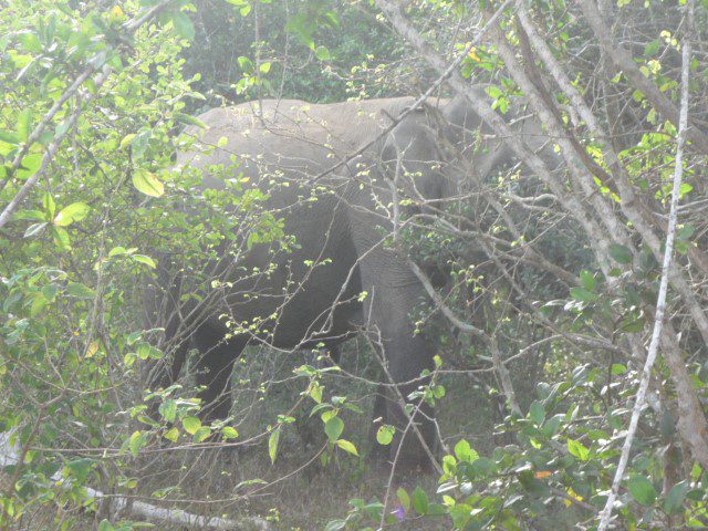 Close up shot of elephant