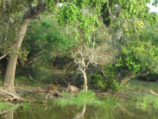 Deer resting in the shade