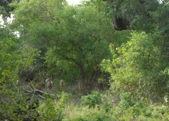 Can you spot the spotted deer