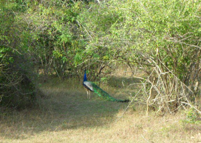 Peacock