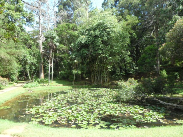 Central Pond in Hakgala Botanical Gardens