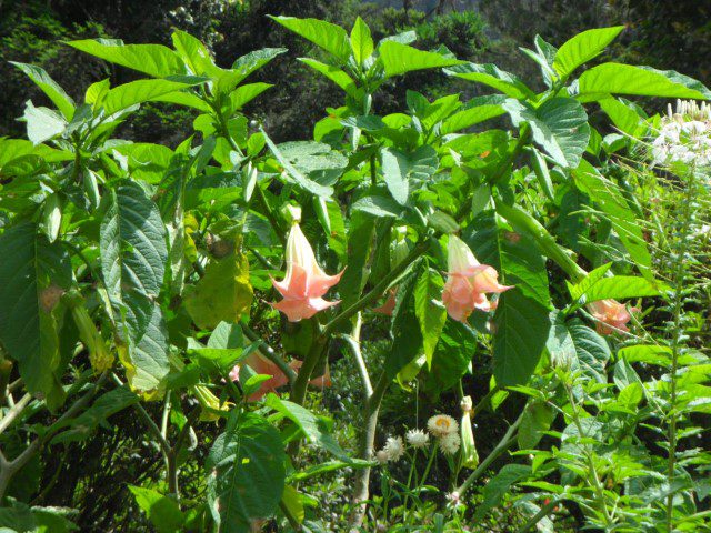 First few pretty flowers near the entrance of Hakgala Botanical Gardens