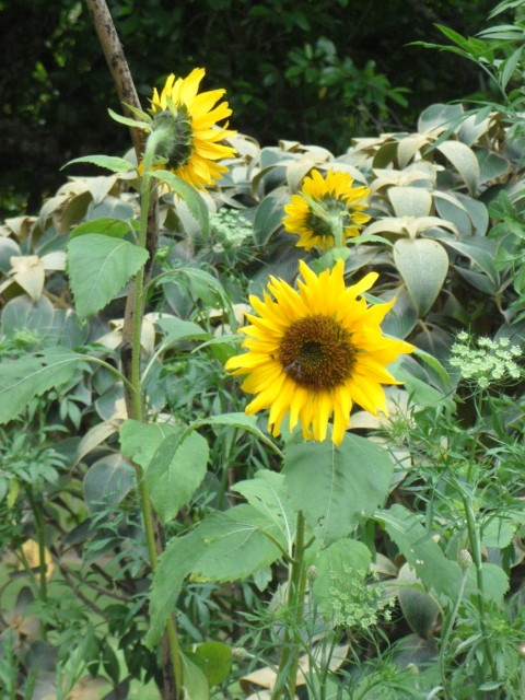 My favourite flower - sunflower!