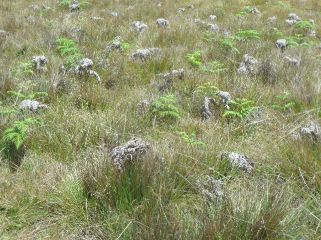 Interesting Plants At Horton Plains National Park. We thought it resembled the fried cauliflower we had for dinner last night.