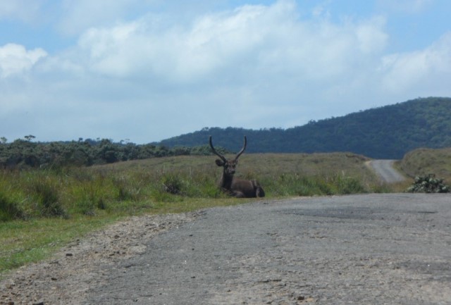 Unexpected Sighting of Deer as we left Horton Plains National Park