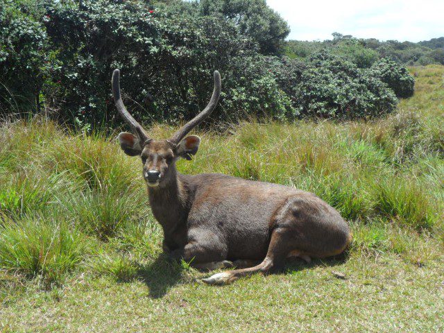 Close up of Deer