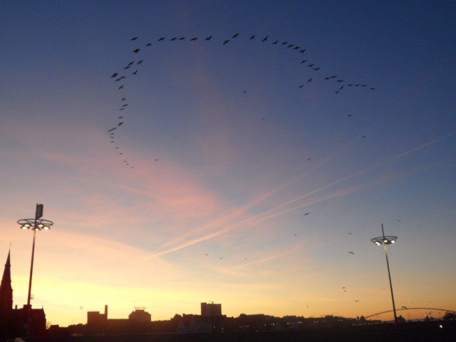 Birds flying in formation