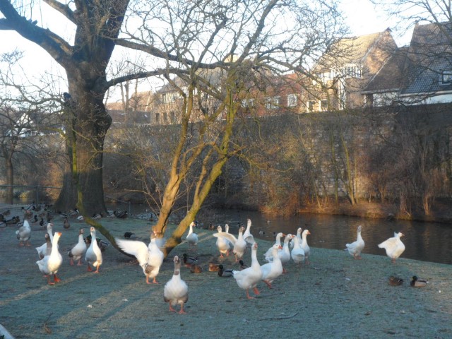 Fat Ducks and Geese beside the fortifications