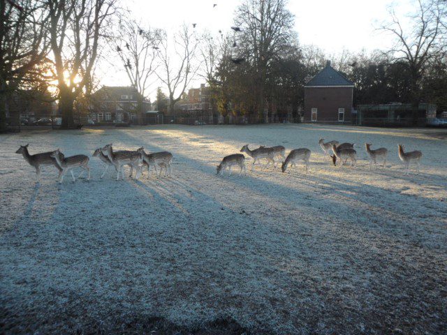 Deers at the park zoo Maastricht