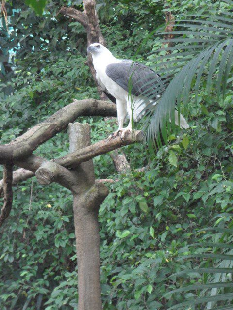 An eagle at the spot where it ought to be