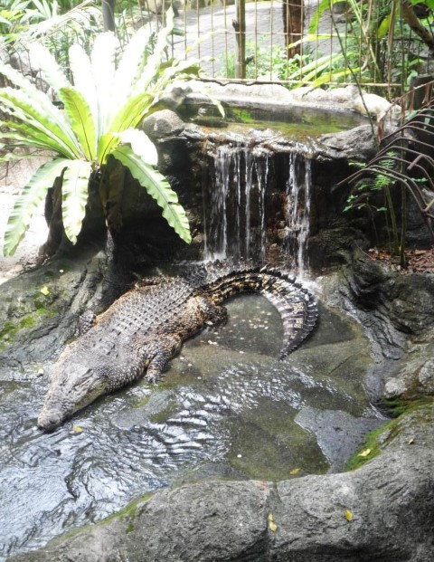 Huge Crocodiles @ Wildlife Park Sunway Lagoon