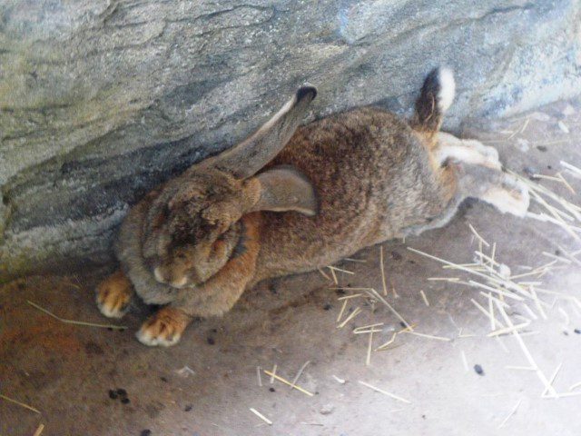 Rabbits that you could pat at the touch section of the Wildlife Park