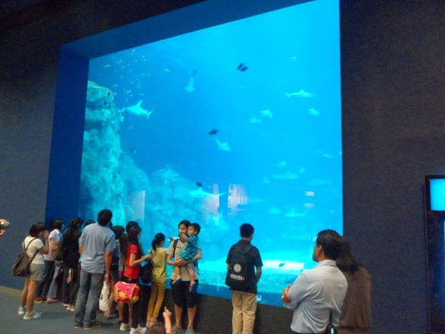 Viewing point of the S.E.A Aquarium