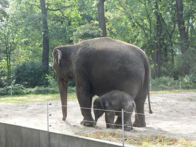 1 month old Anchali with its mother enjoying a stroll