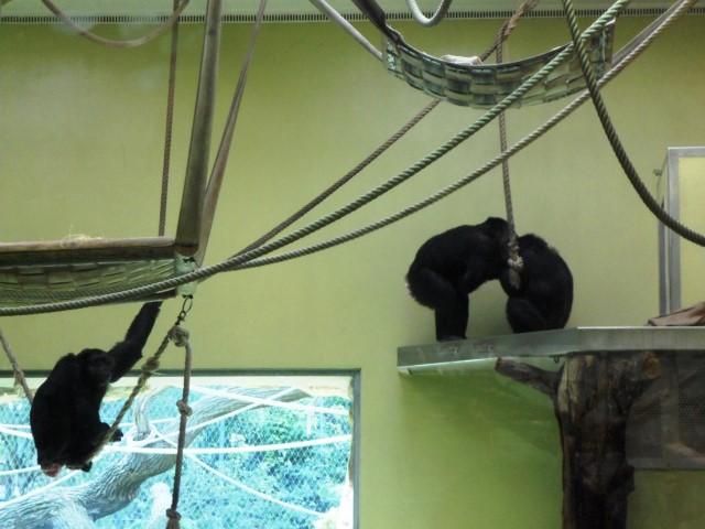 Chimpanzees doing acrobatics on the ropes