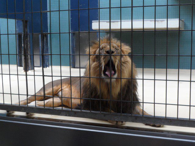 Lion Yawns...