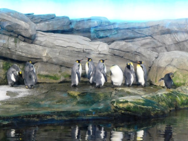 King Penguins and Penguins with hairy eyebrows like those in Happy Feet!