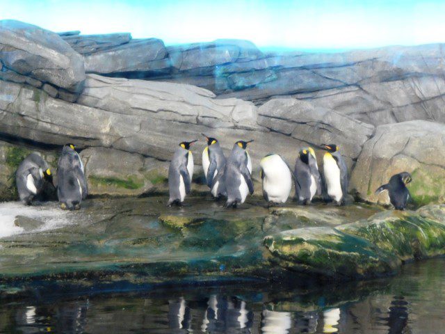 King Penguins and Penguins with hairy eyebrows like those in Happy Feet!