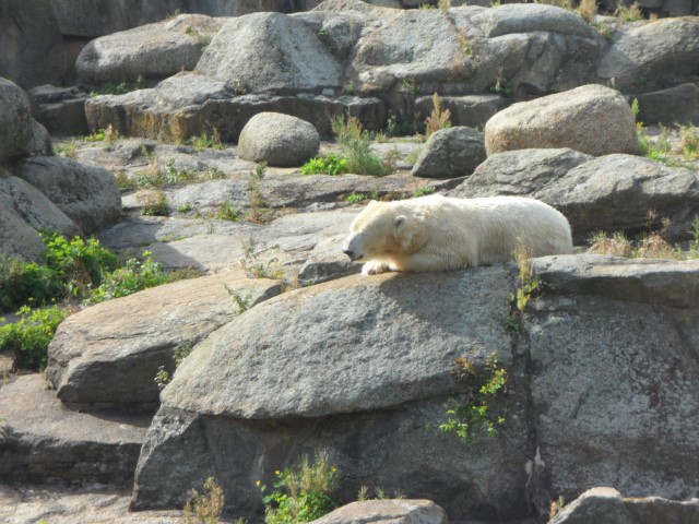 3 Polar Bears napping in the sun!