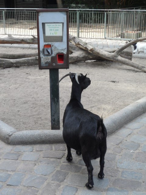 Goat hanging around the feed machine at the Touch Zoo
