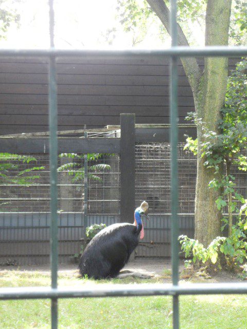 A Huge Condor with Large Feet!