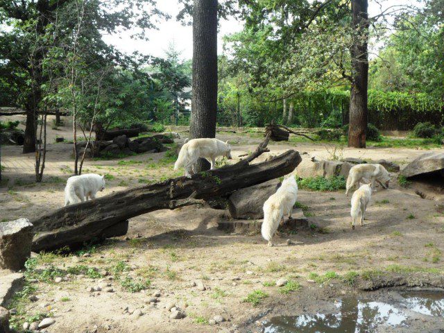 A pack of wolves running past us