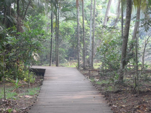 Pulau Ubin Chek Jawa Mangrove Boardwalk