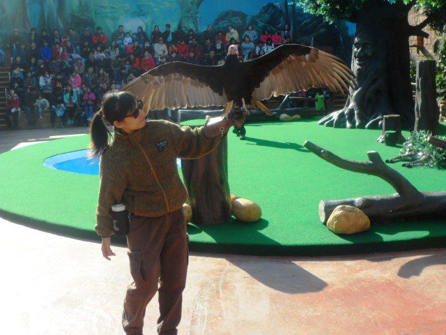 Bald Eagle showing the span of its wings Ocean Park Hong Kong