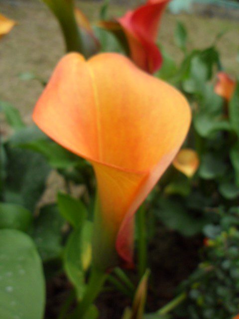 "Beau" Calla Lily