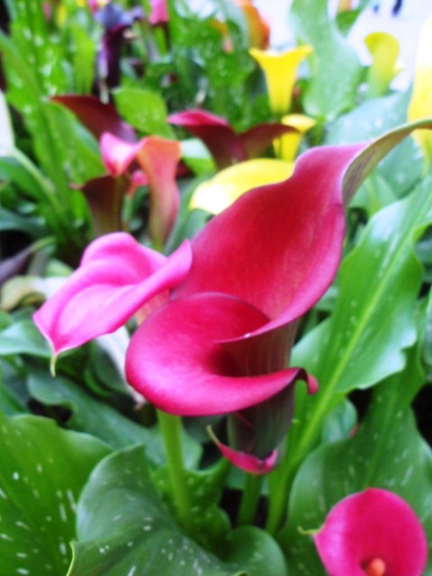 Close up shot of the Calla Lily