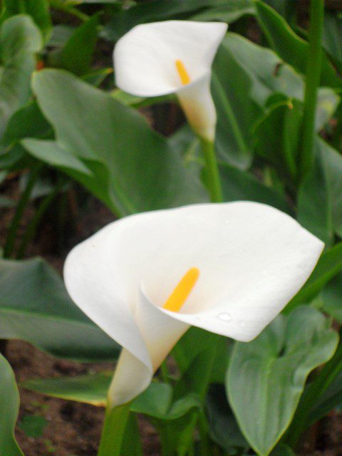 "Snow White" Lily