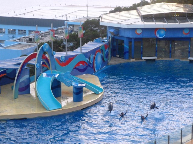 Ocean Park Ocean Theatre Dolphins leaping beside its trainers