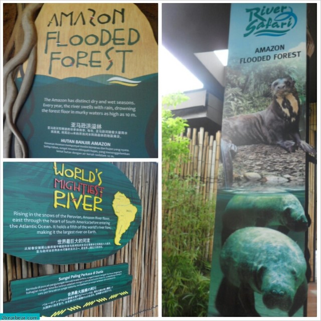 Amazon Flooded Forest – River Safari 