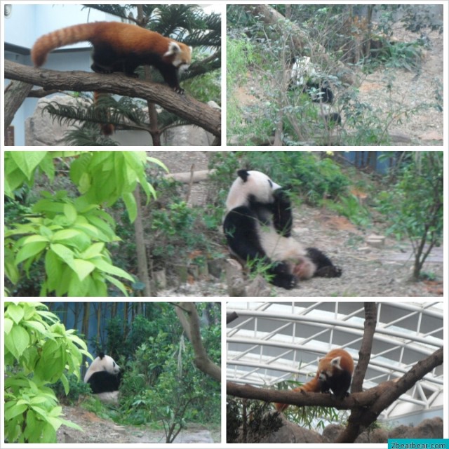 Giant Panda Forest – Home of Jia Jia and Kai Kai