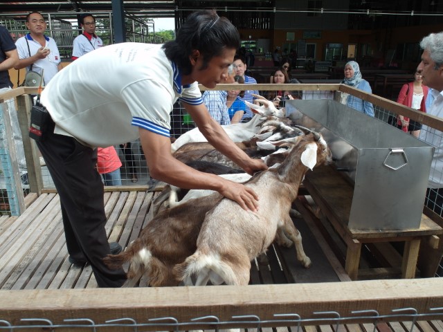 Innovative manner of feeding the young goats