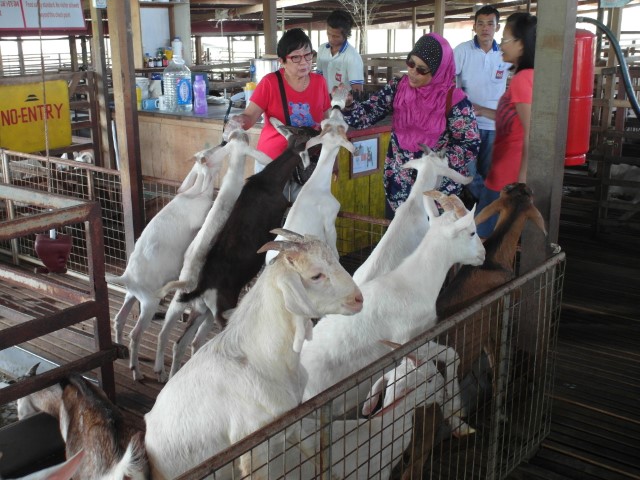 Milk feeding of the goats in the goat pen