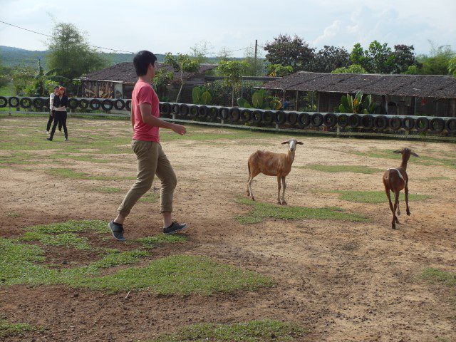 Sheep Challenge UK Farm Agro Resort