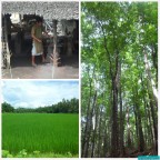 Bohol Countryside Tour