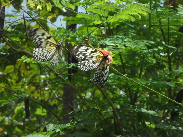 Butterflies mate for 6 hours when predators come only the female fly