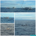 Dolphin and Island Hopping Tour (Pamilacan, Balicasag, Virgin sandbar)