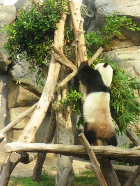 Panda standing up and reaching for the shoots